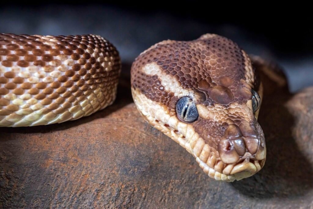 snake symbolism