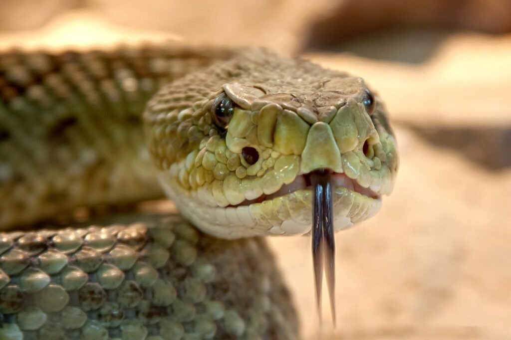 snake dream meaning