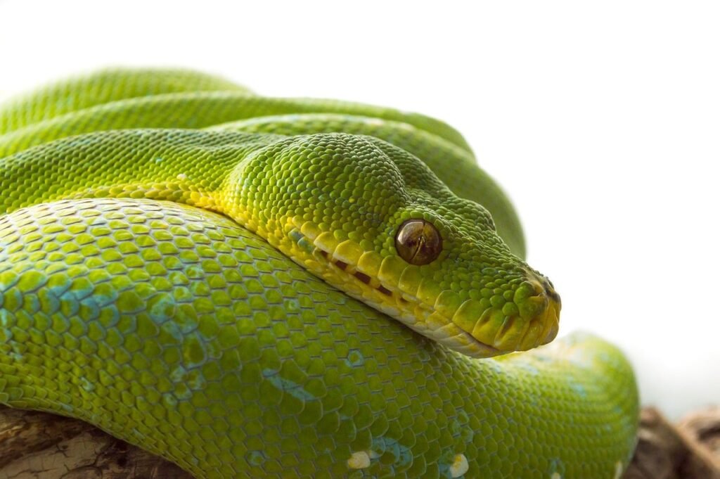 Dream About Snakes