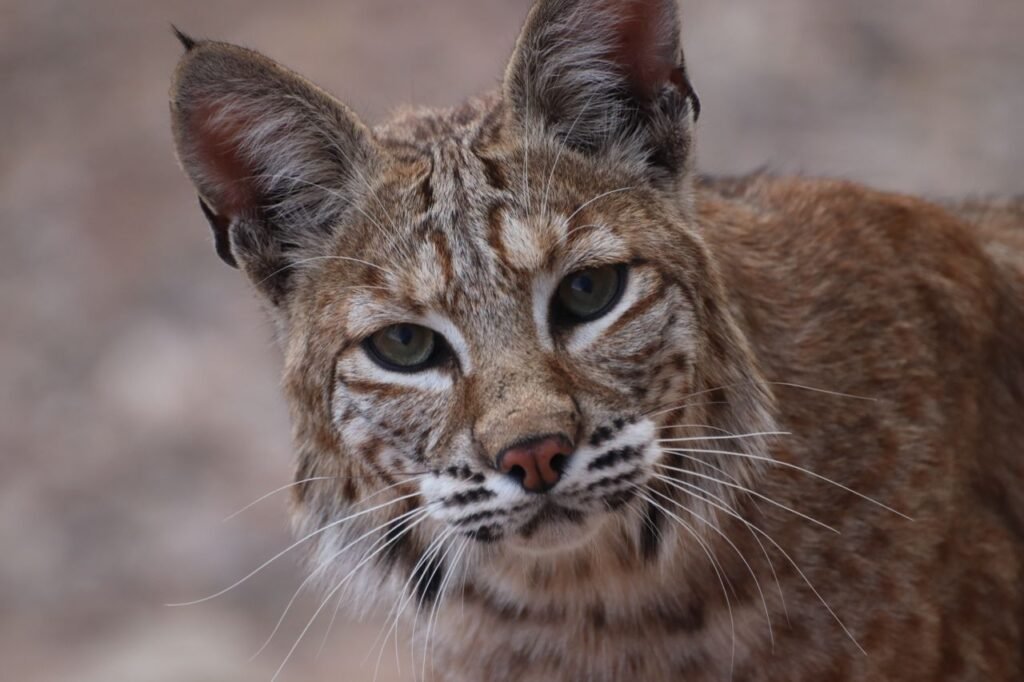 Meaning of Bobcat Dream