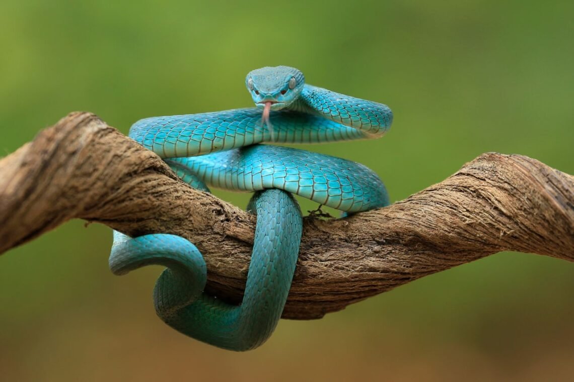 snake dream meaning