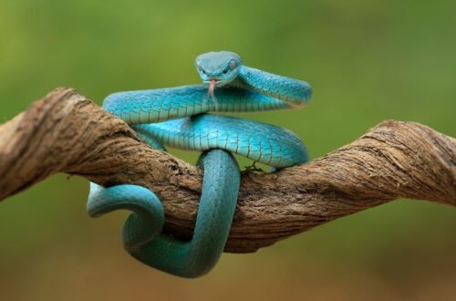 snake dream meaning