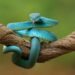 snake dream meaning