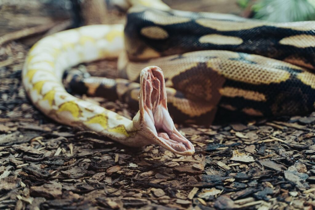 Snake Bite Dreams
