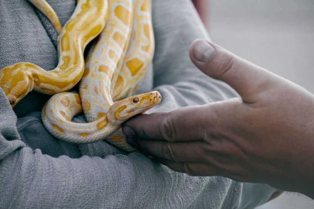 Spiritual and Cultural Meanings of Snake Dreams
