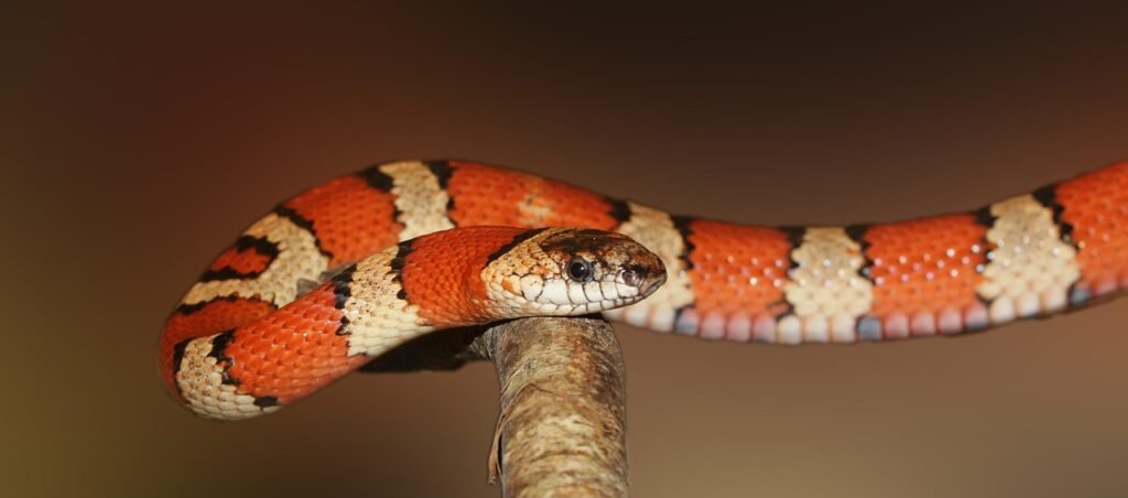 dreaming about snakes