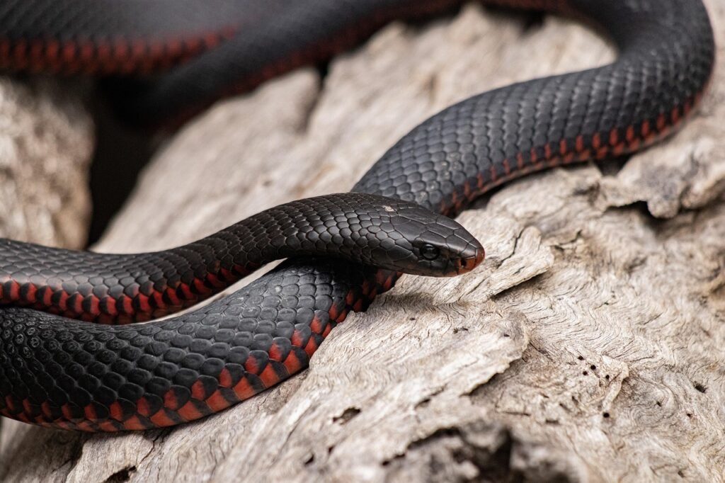 Dream About a Black Snake